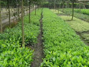 錦江區(qū)蘇威園藝苗圃經營部 地苗大梔子專業(yè)供應，品質可靠服務優(yōu)